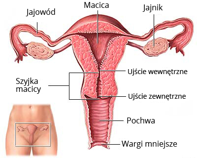 Rycina przedstawiająca budowę żeńskich narządów rozrodczych